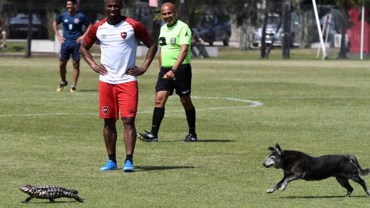 La foto del lagarto overo, el perro y la Pantera de Newell's que está dando la vuelta al mundo