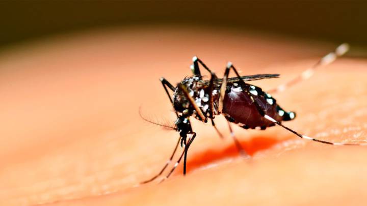 Dengue en Argentina: síntomas, cómo se contagia y cómo se cura