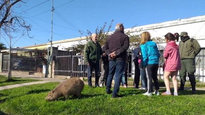 "Pancho", el carpicho que no pudo llevarse Gendarmería por la resistencia de los vecinos