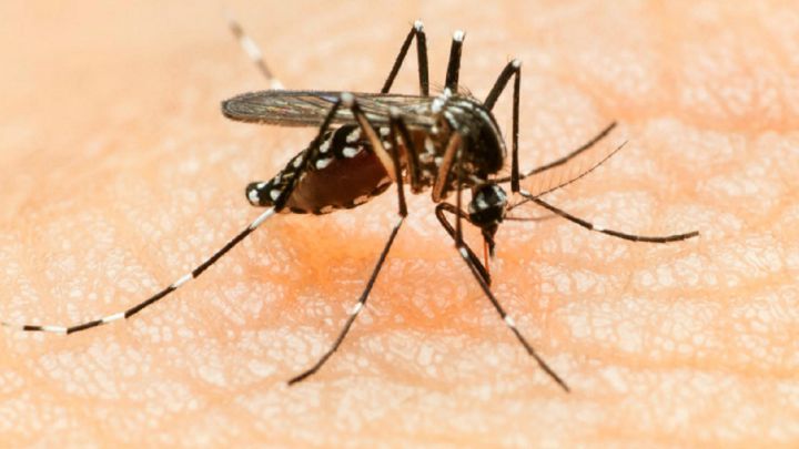 Nueva cepa de dengue en Salta: qué se sabe, síntomas, casos y cuántos muertos hay