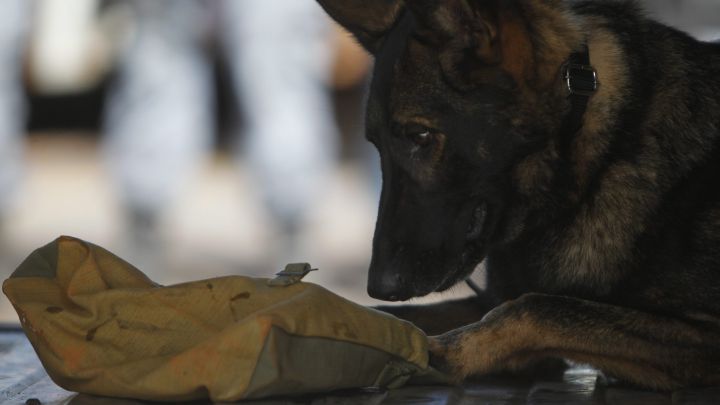 Un perro huele una mochila.