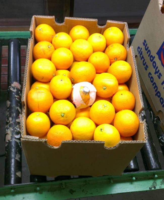 La fruta espía se coloca junto a las otras y ya tiene el lote vigilado