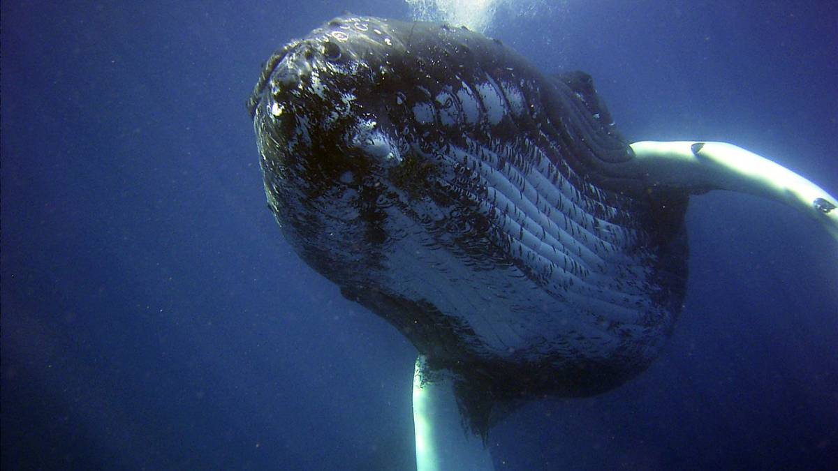 ballena azul