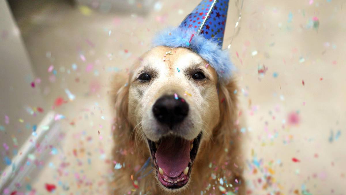 Basta de mentiras: Conocé la edad exacta de tu perro