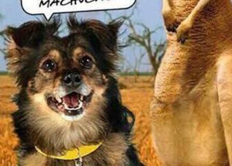 Los memes que deja el Chile - Australia de Confederaciones