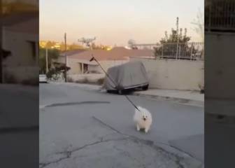 ¿No puedes pasear a tu perro? Revisa esta ingeniosa forma de hacerlo