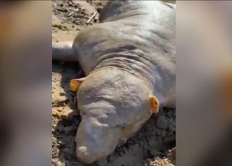 El extraño animal que apareció en una playa de Grecia: ¿alien?