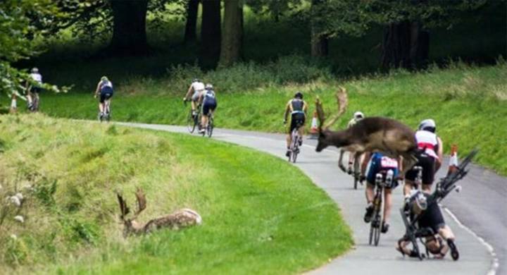 Una pareja de ciervos tira a un ciclista en pleno triatlón