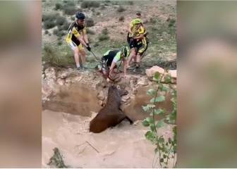 Ciclistas se haces virales al salvar la vida a un ciervo