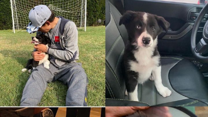 Miguel Ángel López, ciclista del Movistar Team, estaría devastado por lo ocurrido a su perro en Pesca, Boyacá. Un vecino lo habría agredido con un palo