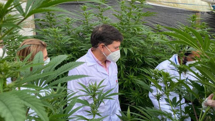 Gobierno colombiano autoriza exportación de cannabis medicinal