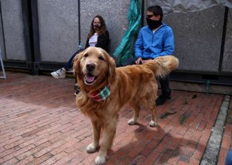Primer hospital para mascotas en Bogotá: precios y servicios