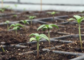 ¿Qué ha dicho Duque sobre el uso recreativo del cannabis?