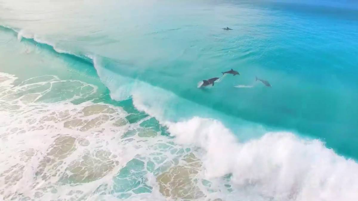 Delfines surf