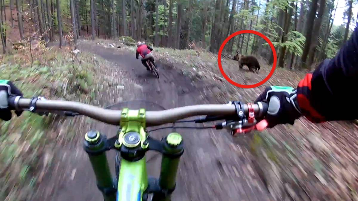Oso persigue a biker en Eslovaquia