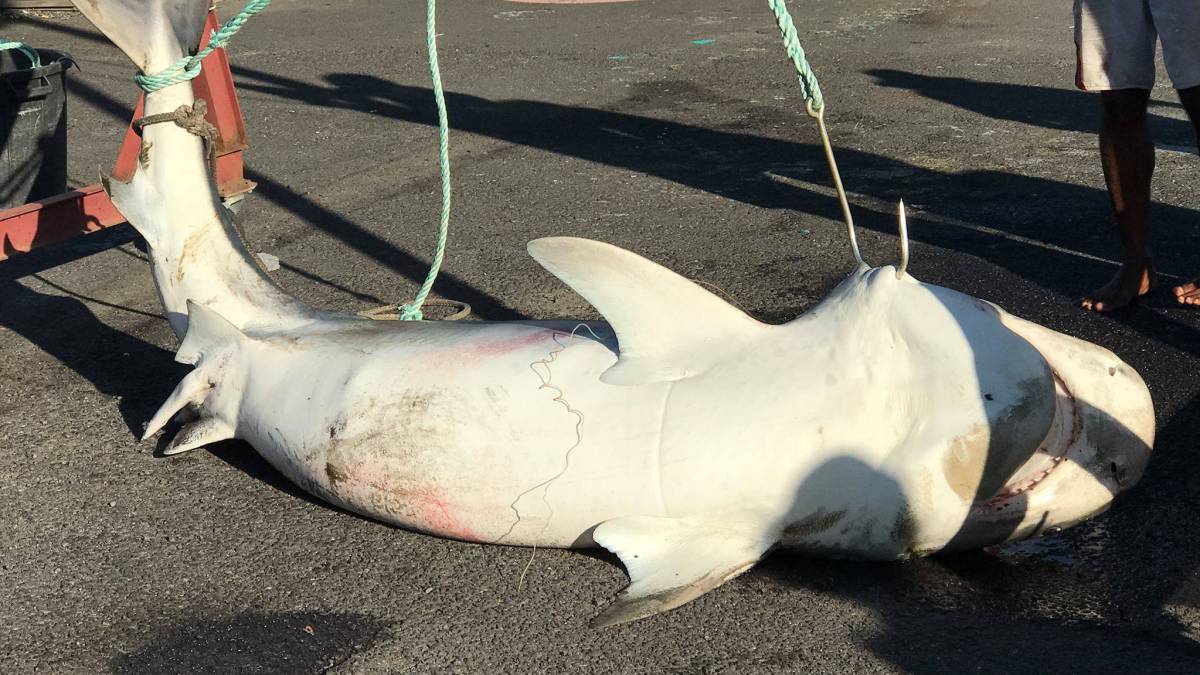 Matanza de tiburones, Isla Reunión