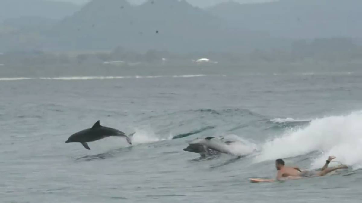 Delfines surfeando en Byron Bay Australia