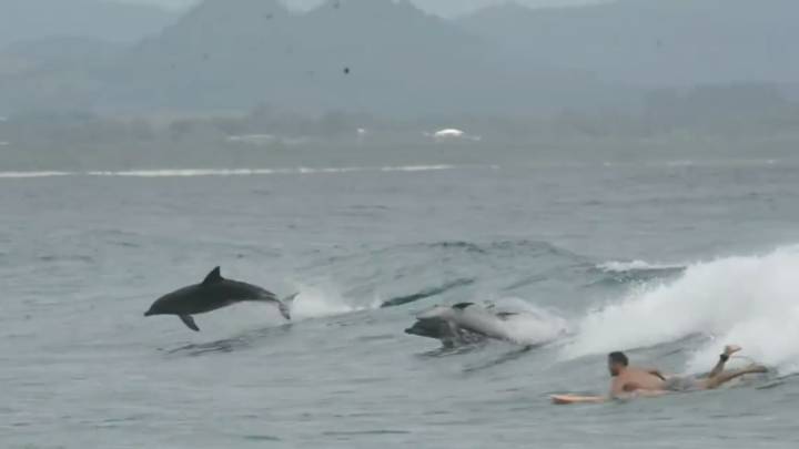 Delfines surfeando en Byron Bay Australia