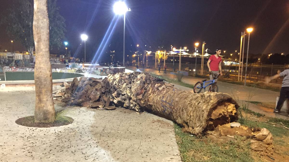 Palmera caída en el skatepark de Plaza de Armas, Sevilla