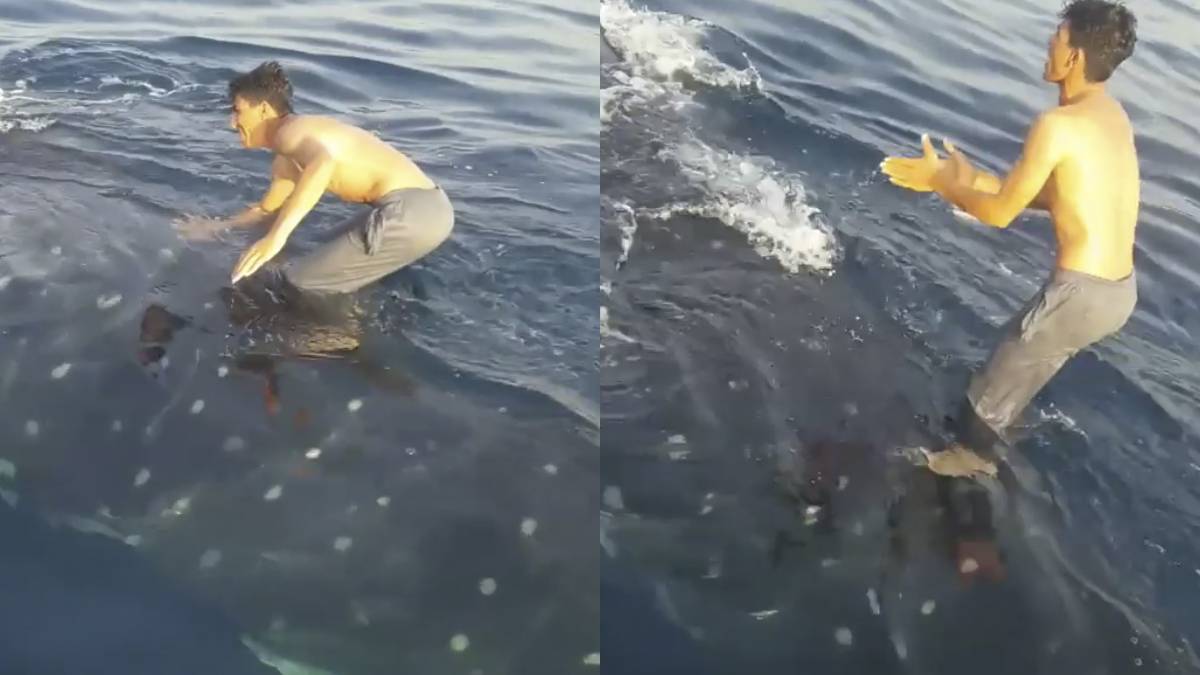 Pescador iraní surfea sobre un tiburón ballena en el Golfo Pérsico - vídeo de Instagram
