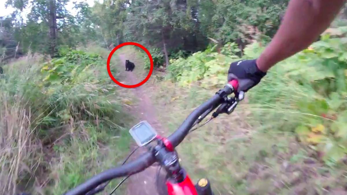encuentro con oso mtb