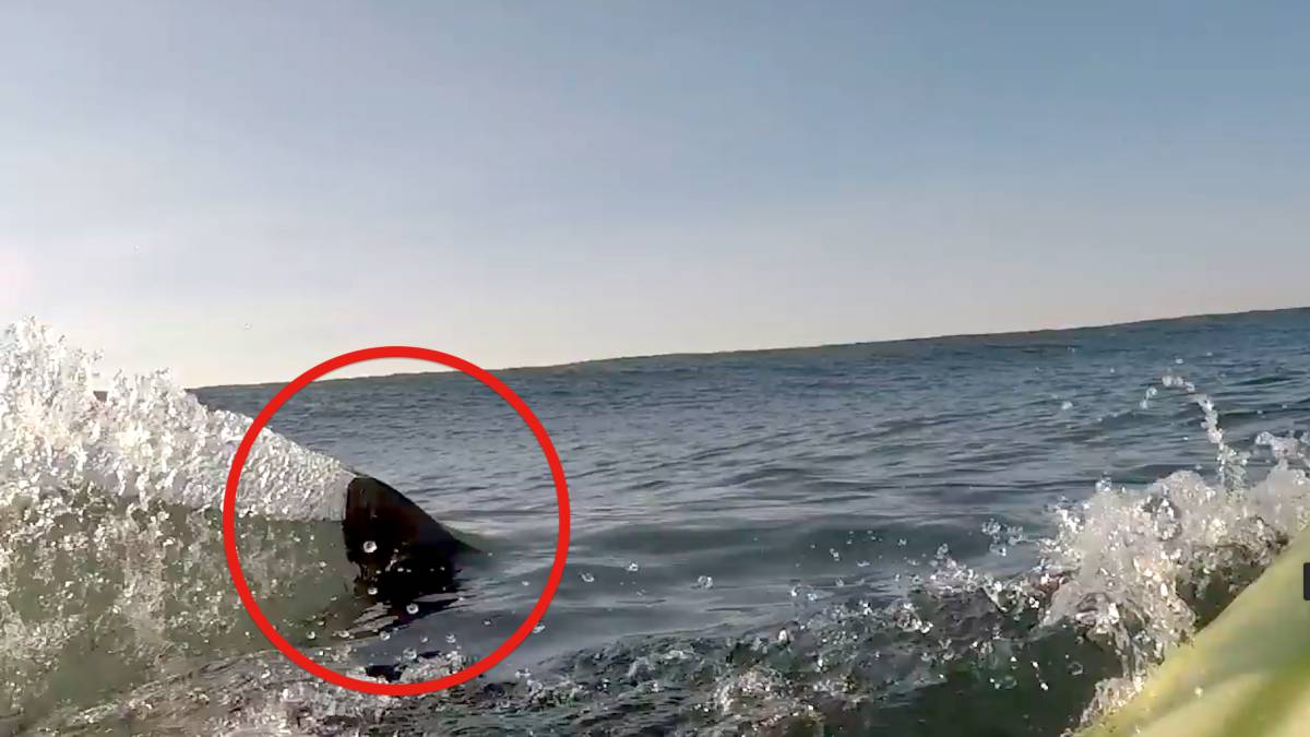 Vídeo aleta de tiburón surf