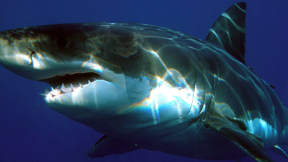 gran tiburon blanco carcharodon carcharias isla guadalupe mexico