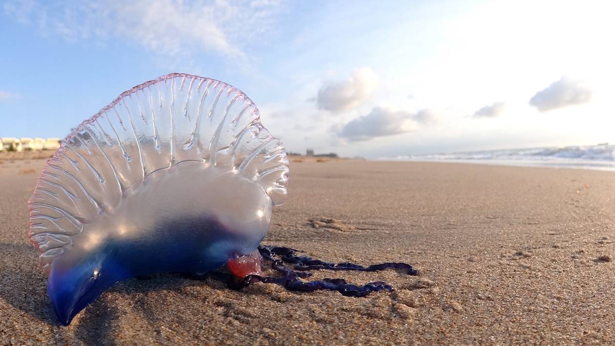 carabela portuguesa falsa medusa playa
