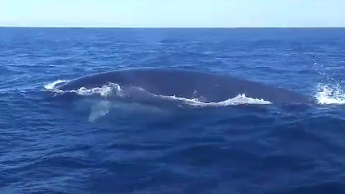 pescador graba gran ballena ibiza