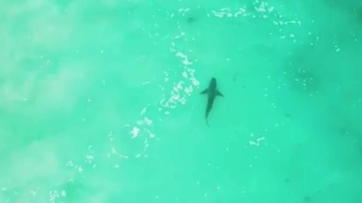 tiburón dron australia surf margaret river pro instagram john john florence nathan