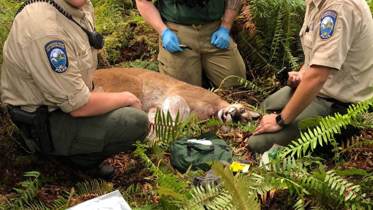 Puma ataca a dos ciclistas, mata a uno