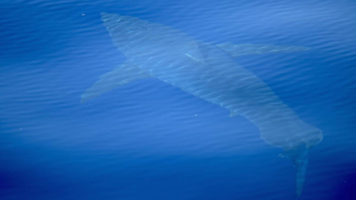gran tiburon blanco carcharodon carcharias alnitak 2018 expedicion cientifica isla cabrera baleares 5 metros