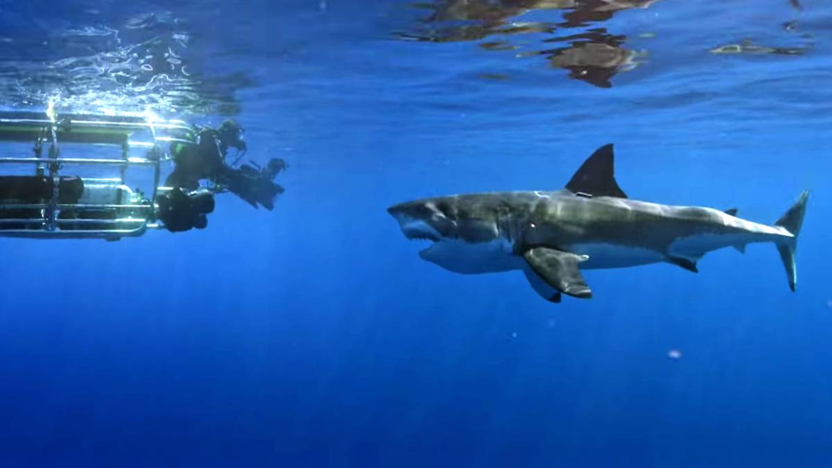 tiburon ataca camara buzo programa shark wheek discovery channel