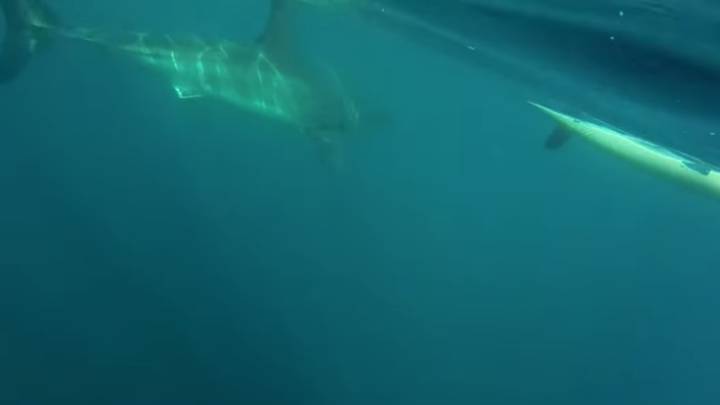 Tiburón blanco persigue Kayak australia imagen submarina