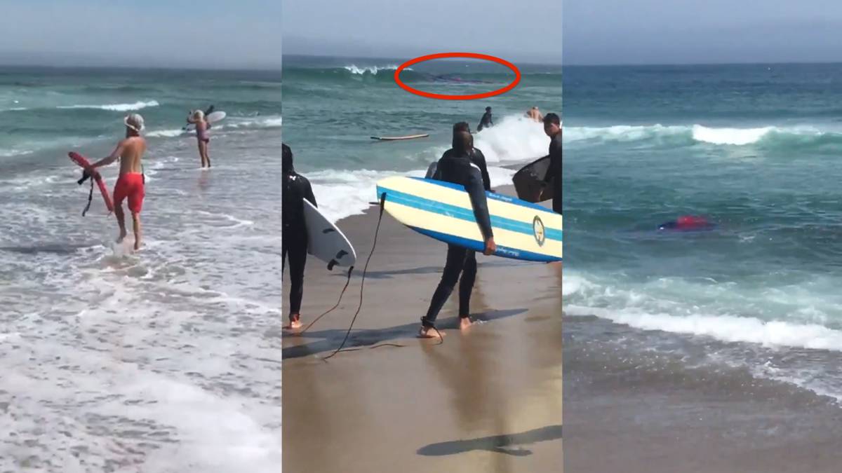 vídeo ataque tiburon a foca en playa surfistas