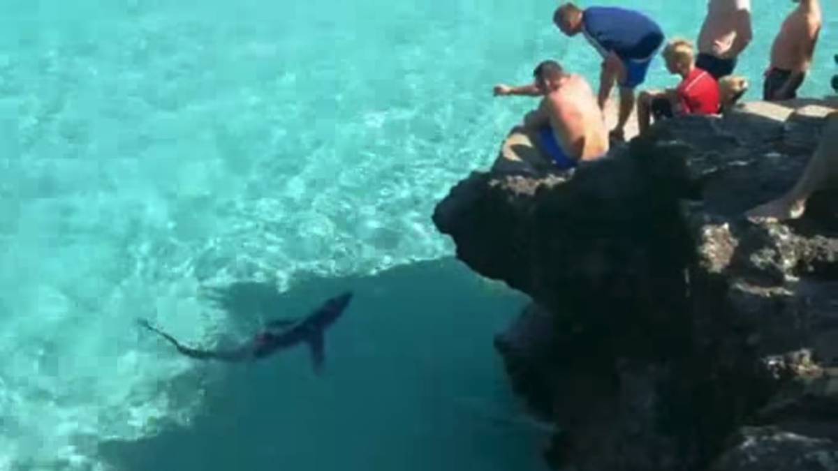 Tiburón tintorera MALLORCA