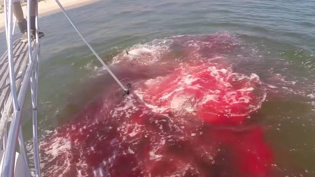 Tiburón blanco ataca foca