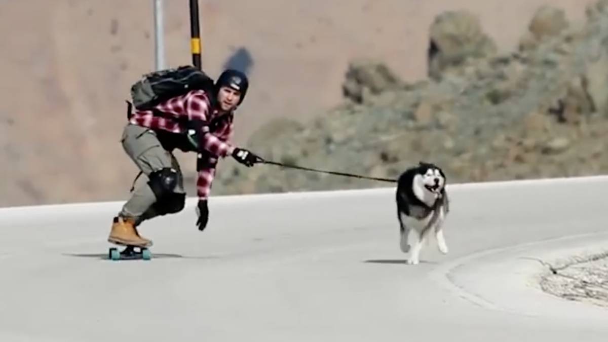 Longboard - Hasky siberiano