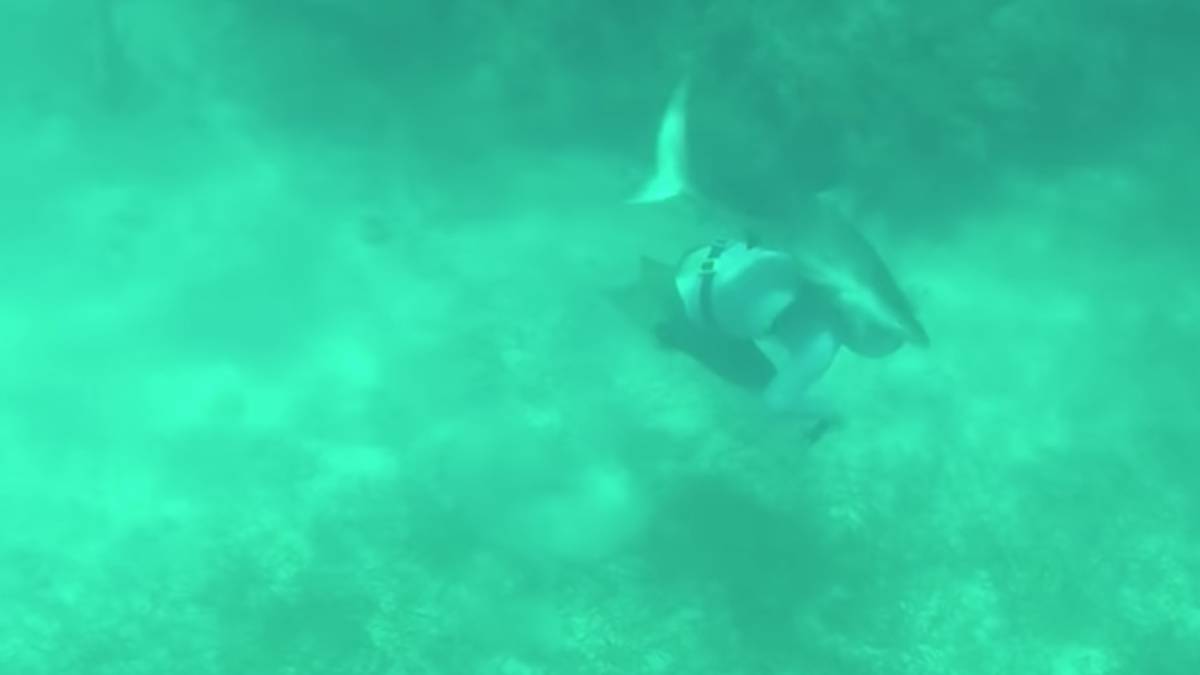 tiburon arrecife muerde buceador cabeza bahamas pesca submarina