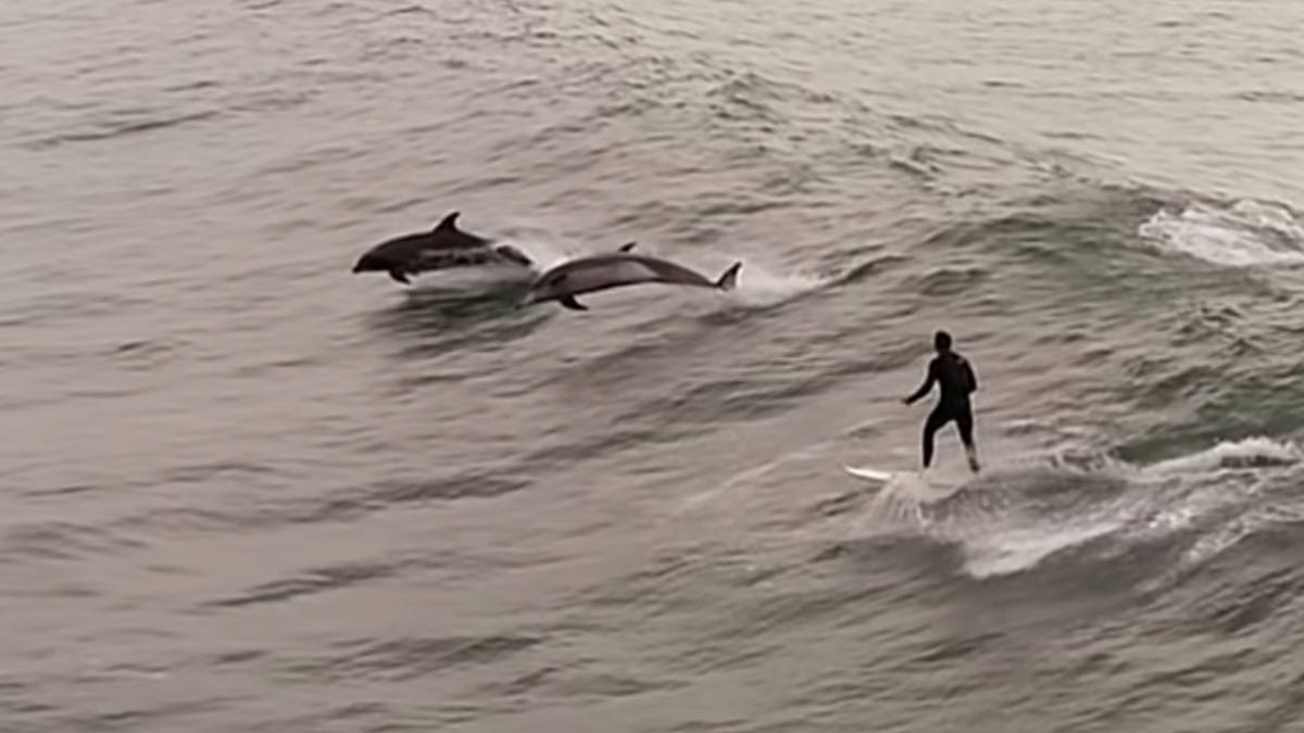Surf entre delfines california