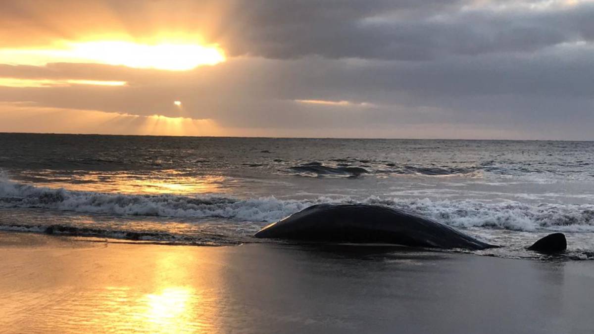 cachalote muerto playa melenara gran canaria Policía Local Telde ballena