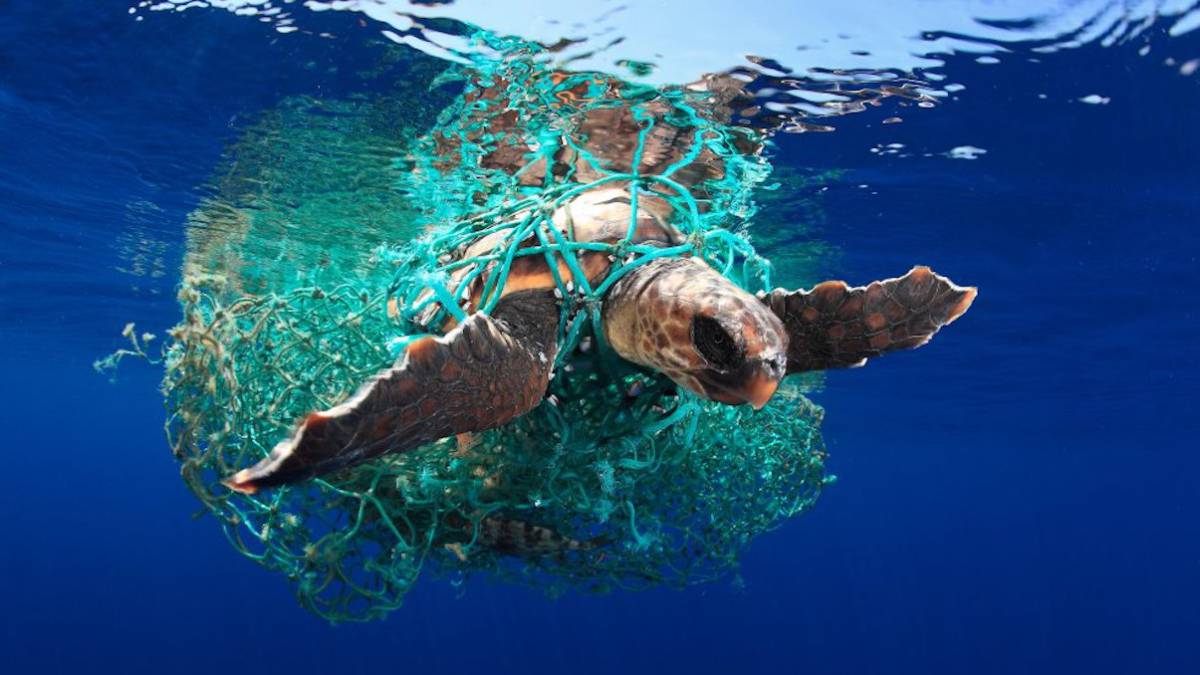 eduardo acevedo underwater photographer of the year 2019 conservacion marina foto tortuga atrapada plastico islas canarias