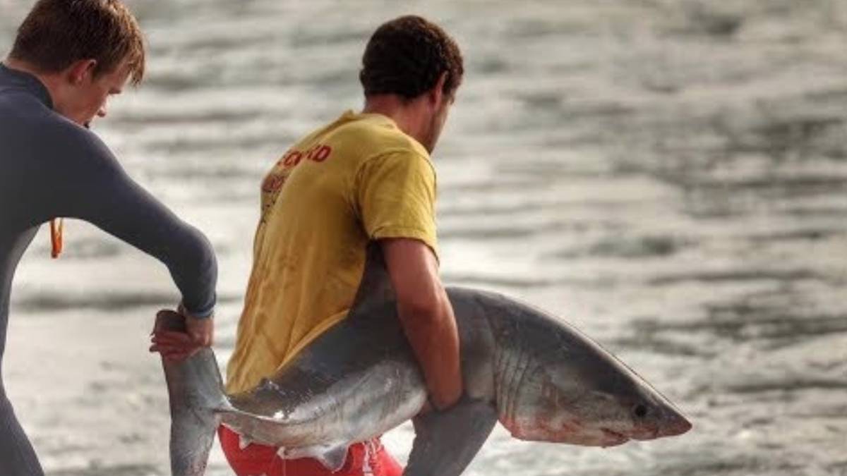 surfista socorrista cria tiburon blanco varado rocas victoria bay sudafrica