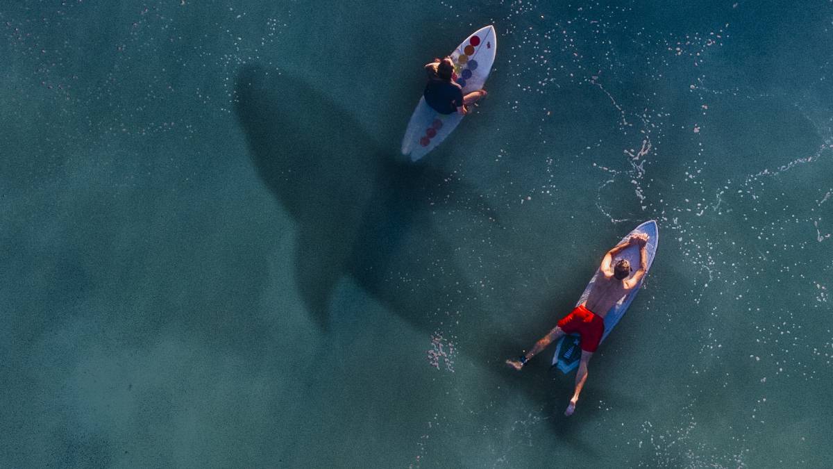 surfistas esperando ola gran tiburón pasa por debajo agua mar
