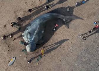 The Creature, la historia de un animal que murió tras ingerir kilos y kilos de plástico