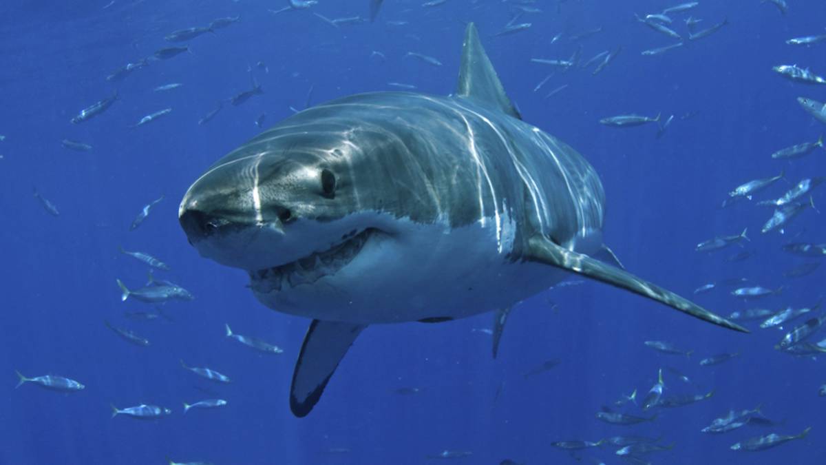 Un surfista recibe el 11º ataque mortal de un tiburón en Reunión en los últimos 8 años
