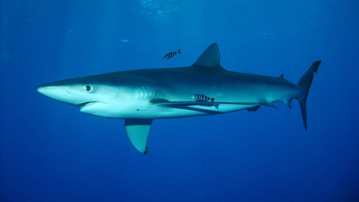Un tiburón de dos metros obliga a cancelar una clase de surf en el Golfo de Vizcaya