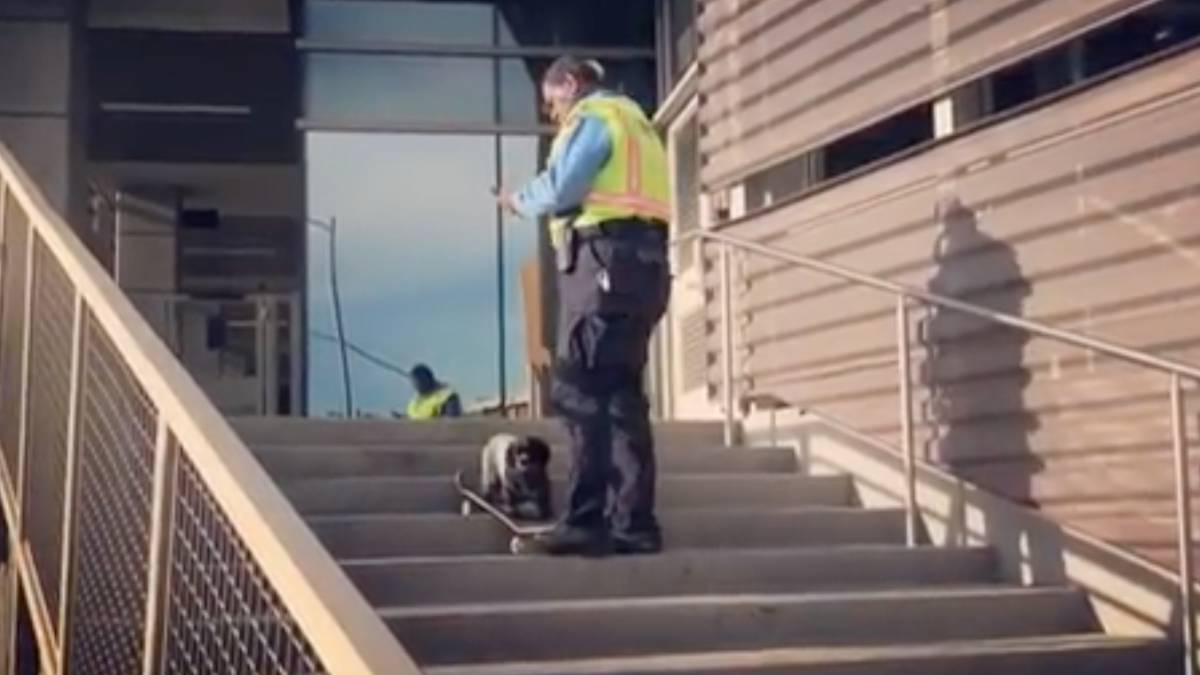 murdy perro skater guardia seguridad