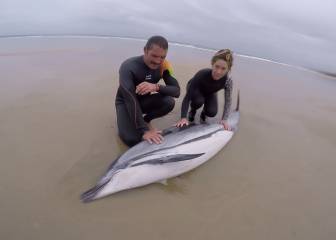 Aparecen 14 delfines muertos en la playa de Oyambre