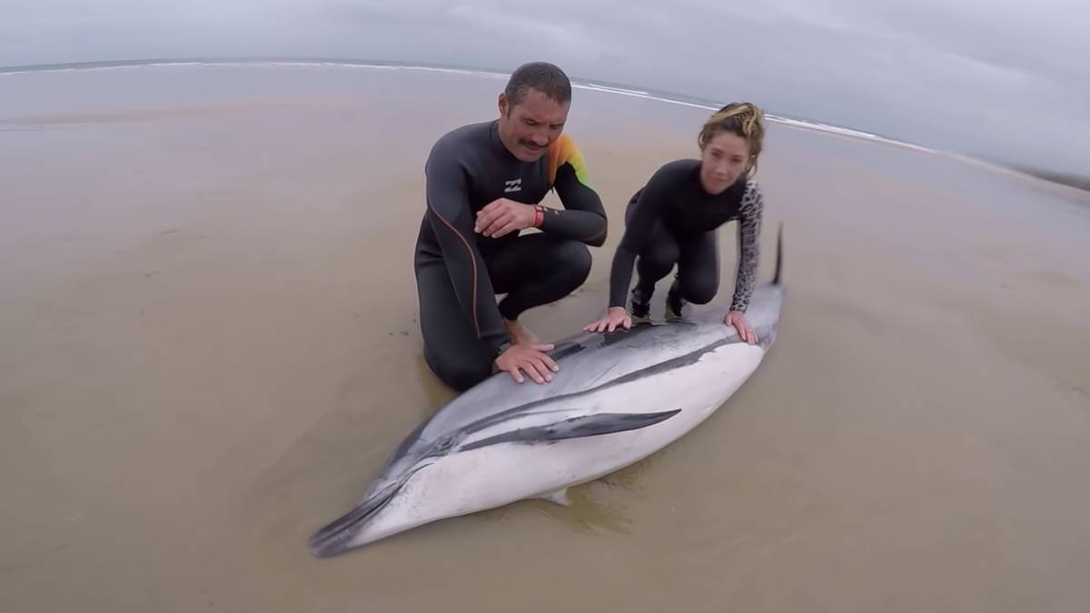 delfin listado surfistas oyambre surf playa cantabria san vicente barquera